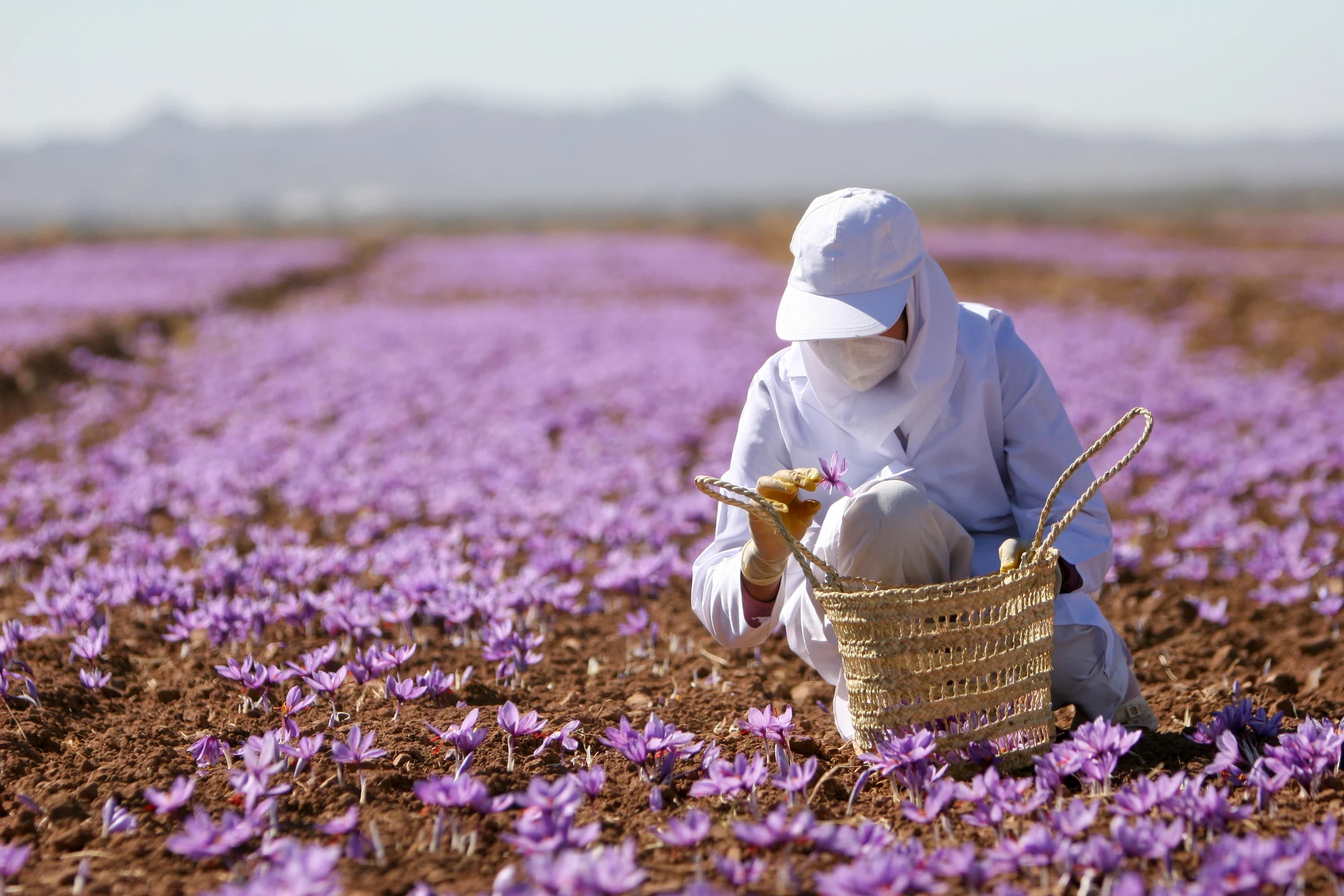 A harvester gathering saffron crocus flowers across a flowering field in Torbat-e Heydarieh, Iran