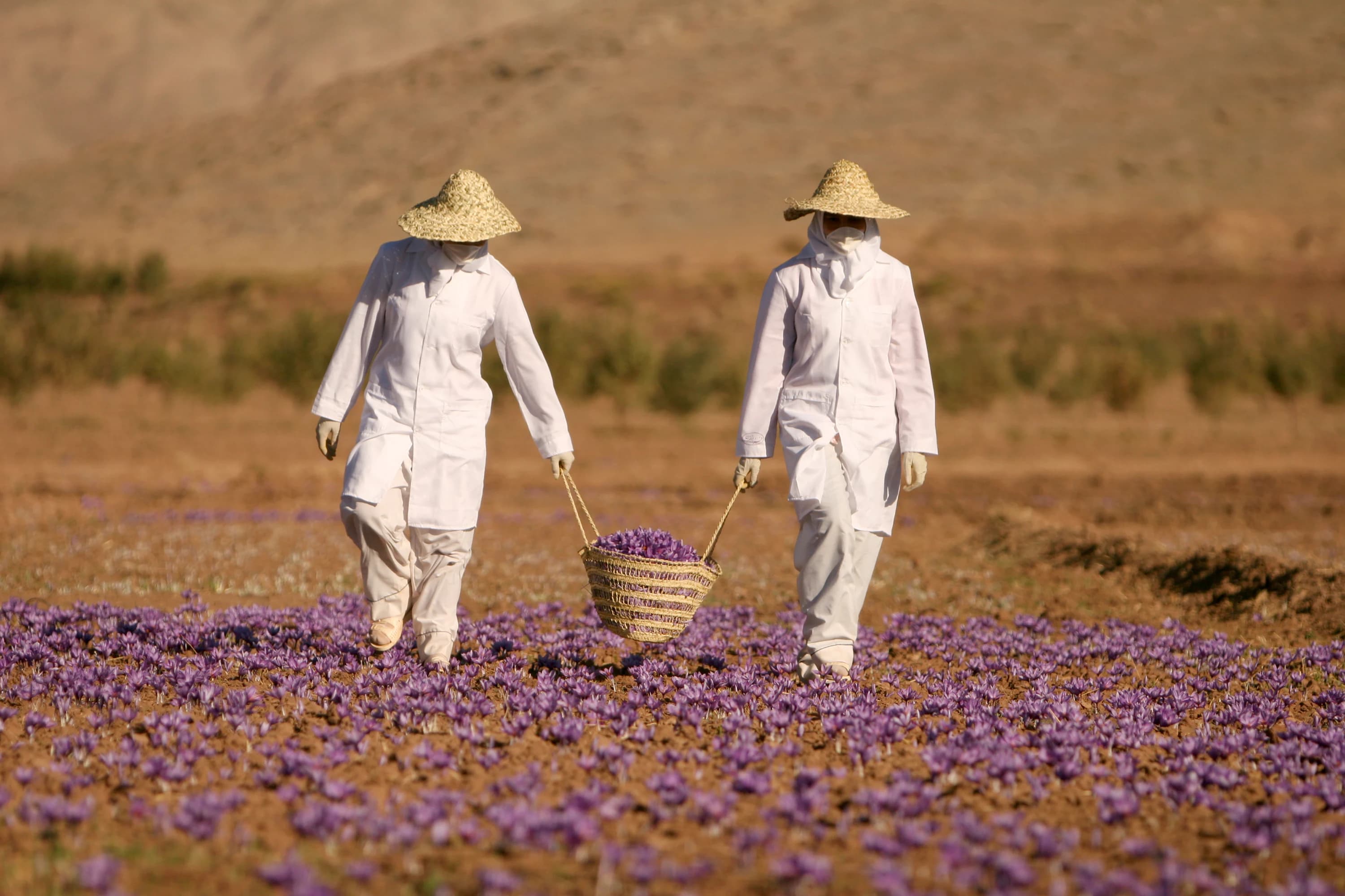 Two harvesters carrying a basket of saffron crocus flowers through the field, Torbat-e Heydarieh, Iran