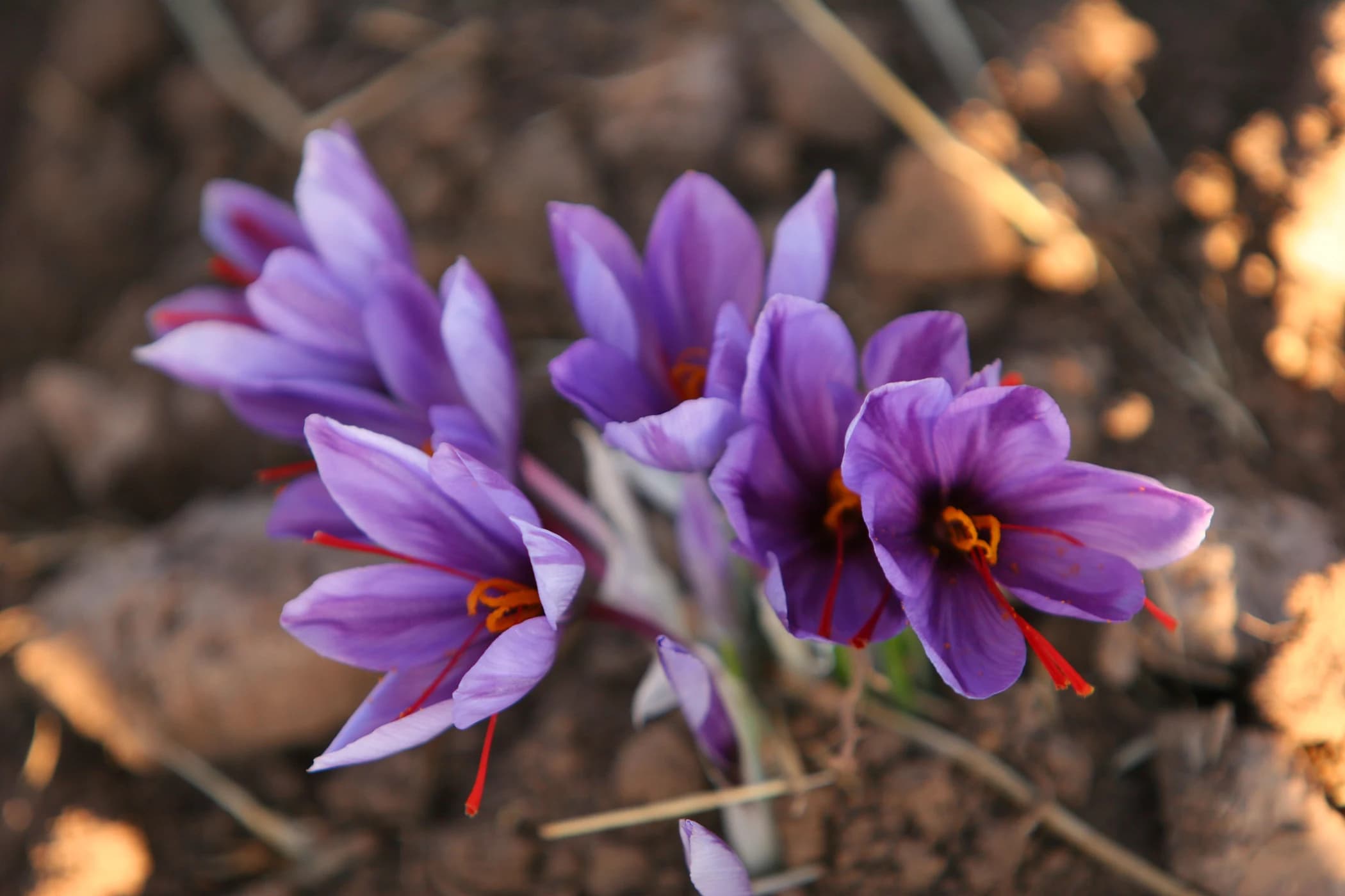 Saffron crocus flowers opening, each with three crimson stigmas, Torbat-e Heydarieh, Iran