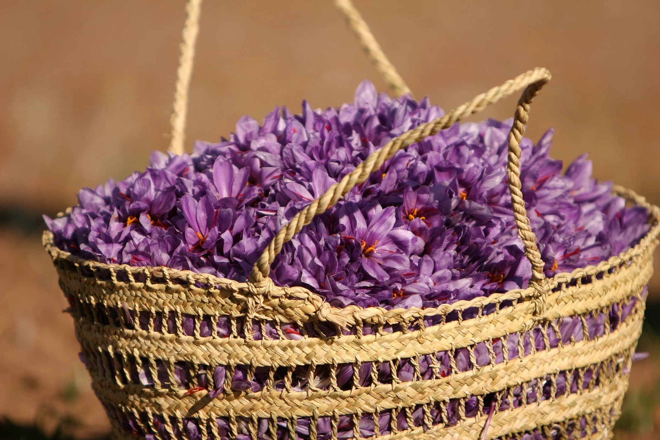 A woven basket filled with freshly picked saffron crocus flowers