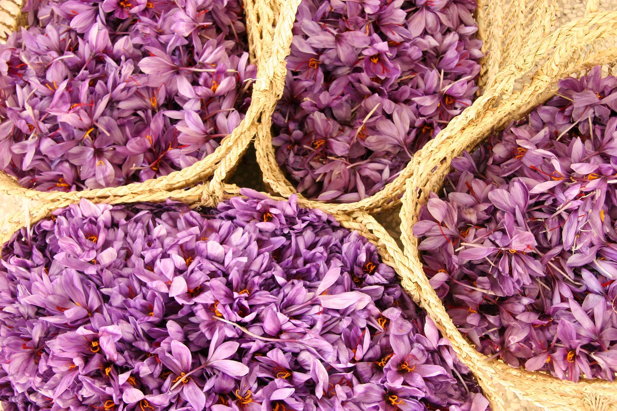 Baskets of freshly harvested saffron crocus flowers, ready for stigma separation