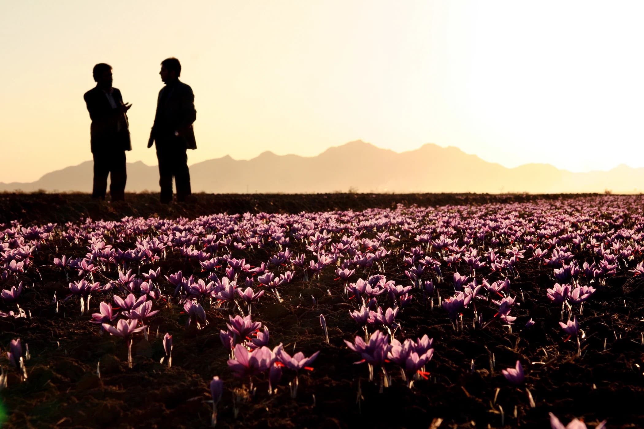 Two figures silhouetted at dusk above a flowering saffron field, mountains on the horizon, Iran