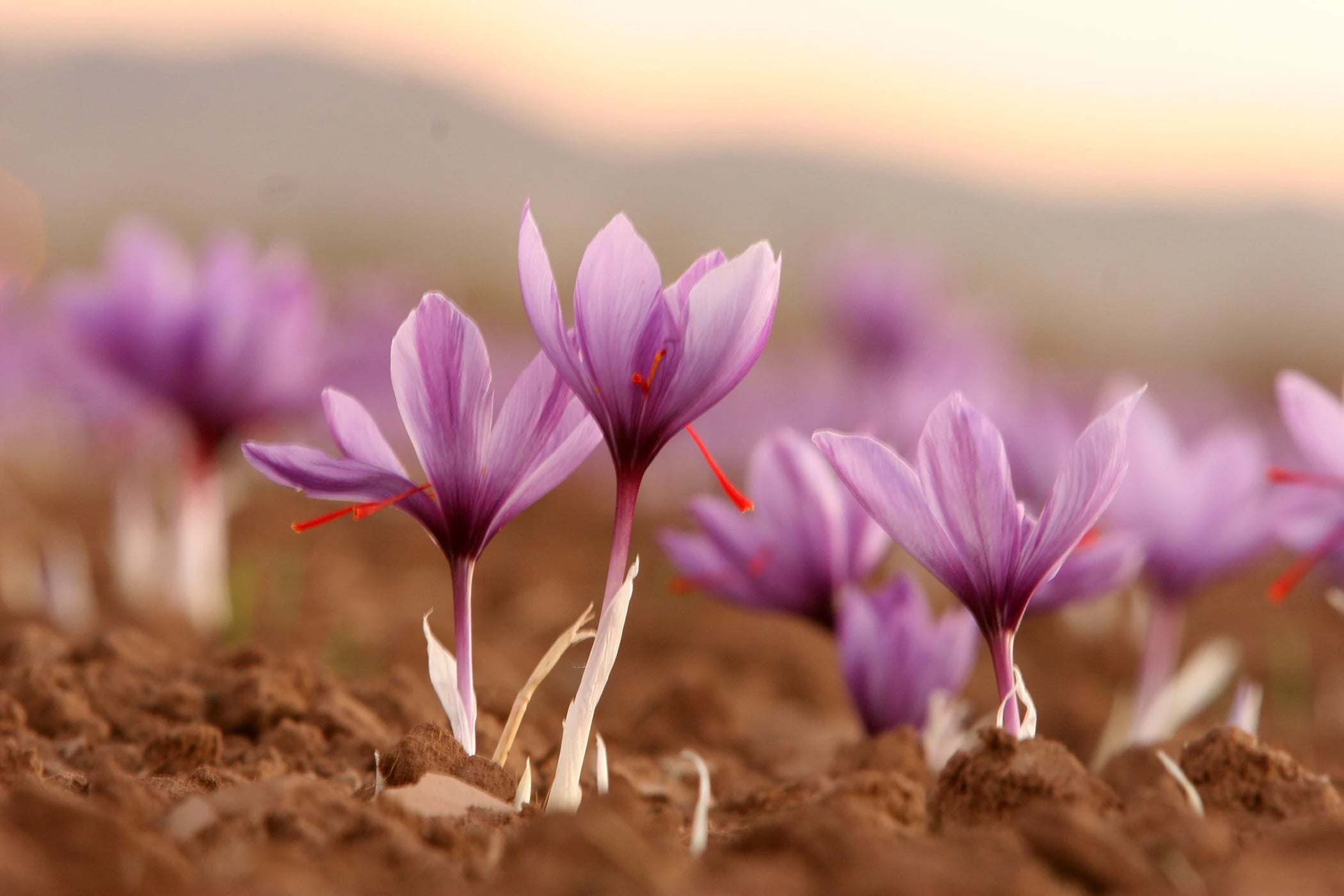 Saffron crocus flowers in bloom at dusk, crimson stigmas visible, on a saffron farm in Torbat-e Heydarieh, Razavi Khorasan, Iran